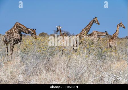 Tower of Angolan giraffes (Giraffa giraffa angolensis) browsing through golden bushveld, Etosha National Park, Namibia Stock Photo