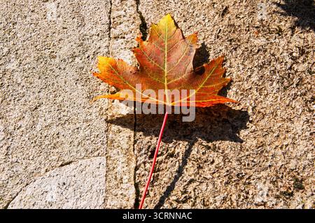 Autumn's touch: A fallen maple leaf rests on a textured stone surface, showcasing nature's seasonal transition. Stock Photo