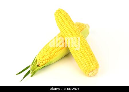 Two yellow corn cobs are on a white background. The corn is fresh and ready to be eaten Stock Photo