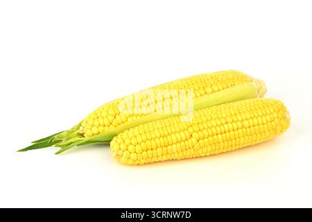 Two yellow corn cobs are on a white background. The corn is fresh and ready to be eaten Stock Photo