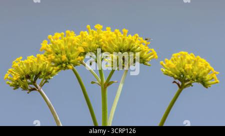 Racemes of kalanchoe densiflora flowers, one of them with a hoverfly on it,  a succulent plant growing in a garden in the eastern Andean mountains Stock Photo
