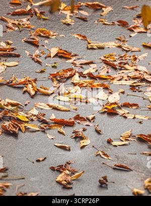 Fallen leaves on autumnal rainy asphalt, closeup Stock Photo