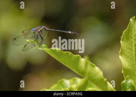 A spot-tailed dasher dragonfly resting on the tip of a leaf, in a garden in the astern Andean mountains of central Colombia Stock Photo