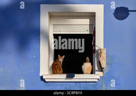 Two cats sitting blue window frame traditional Mediterranean architecture colorful facade Villajoyosa Spain vertical composition street photography Stock Photo
