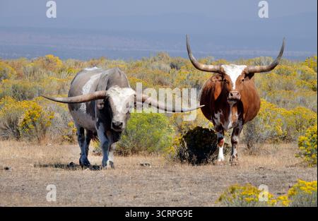 A small herd of Texas longhorn catle roaming a large, open pasture in the high desert of Oregon near the town of Madras, Oregon. Stock Photo