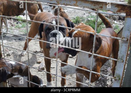 Two excited boxer dogs behind a wire fence in the back yard Stock Photo