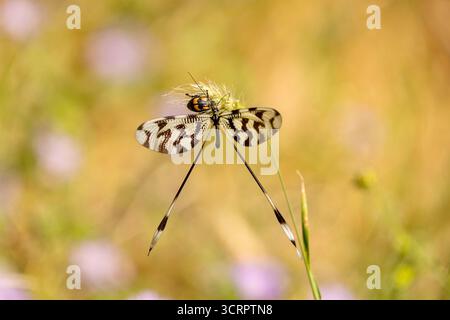 Spoonwing Lacewing - Nemoptera sinuata near Lake Kerkini Stock Photo