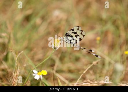 Spoonwing Lacewing - Nemoptera sinuata near Lake Kerkini Stock Photo