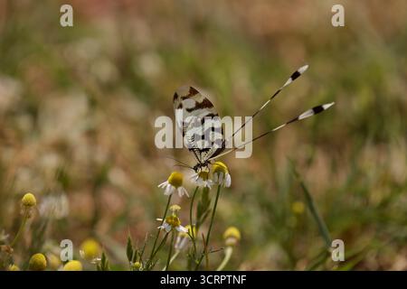 Spoonwing Lacewing - Nemoptera sinuata near Lake Kerkini Stock Photo
