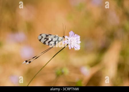 Spoonwing Lacewing - Nemoptera sinuata near Lake Kerkini Stock Photo