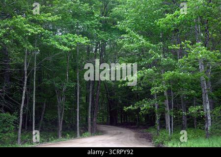 Country road winding through woods Stock Photo