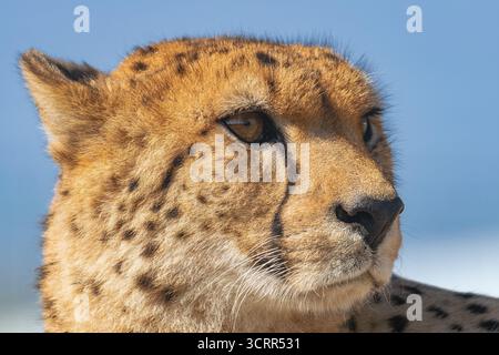 cheetah, (Acinonyx jubatus), head portrait, with blue sky background Stock Photo