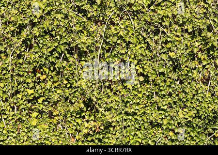Green wall covered with dense small leaves. Natural eco background with fresh foliage. Ecology and environment concept. Stock Photo