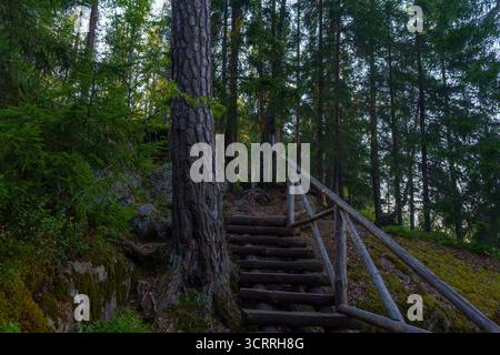 Log staircase with simple wooden railing ascends through a quiet pine forest, surrounded by moss-covered rocks and trees in soft evening light Stock Photo