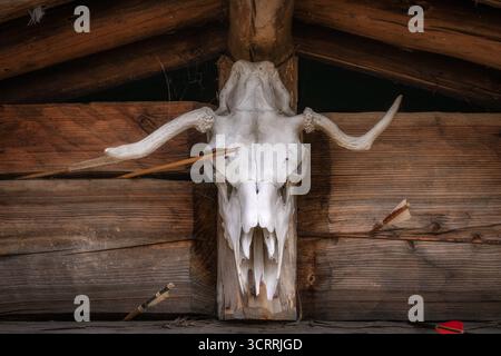 A captivating and detailed view of a mounted animal skull is set against a rustic wooden background, beautifully showcasing the natural textures and earthy tones, Wolin, Poland Stock Photo