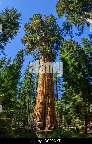 The magnificent Giant Sequoia the General Sherman. Largest tree in the ...