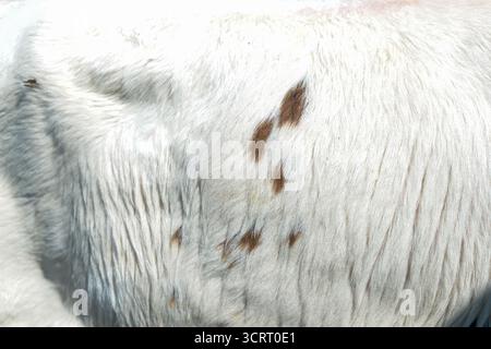 Cowhide Close-up: White Fur, Brown Spots, Texture Highlights Stock Photo
