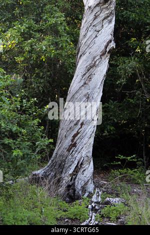 Tree trunk with twisted bark in a forest Stock Photo