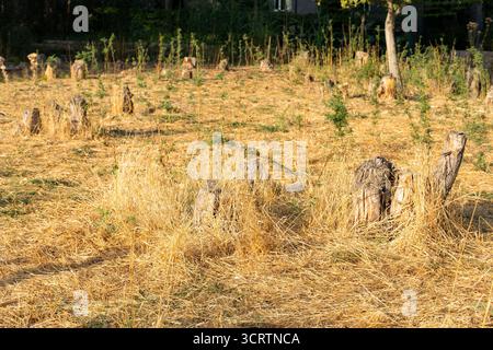 Dry yellow grass with a tree branch casting a shadow on a hot summer day. Natural rustic texture and warm seasonal background Stock Photo