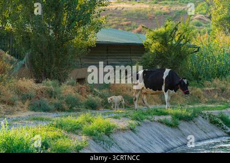 Black and white cow and light-colored dog stroll beside a water-filled irrigation canal in a lush rural setting, evoking peaceful countryside life Stock Photo