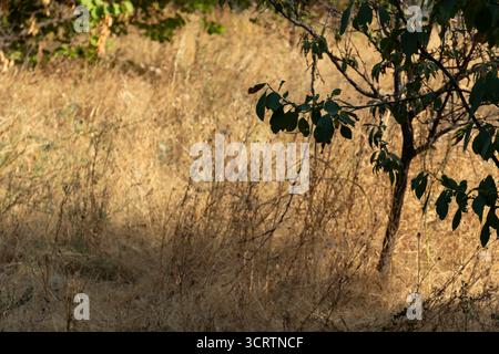 Dry yellow grass with a tree branch casting a shadow on a hot summer day. Natural rustic texture and warm seasonal background Stock Photo
