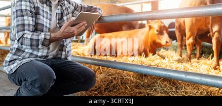 Male agricultural worker inspecting cattle using tablet. Stock Photo
