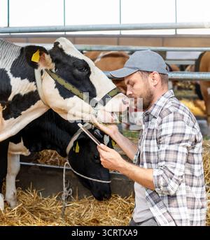 Vet using tablet to check cow health on farm Stock Photo