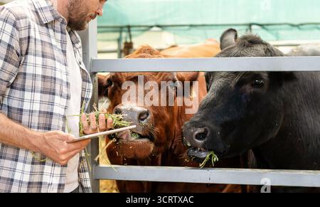 Male agricultural worker inspecting cattle using tablet Stock Photo