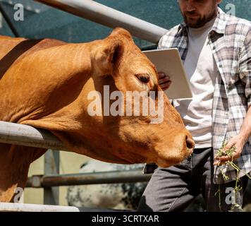 Male agricultural worker inspecting cattle using tablet Stock Photo