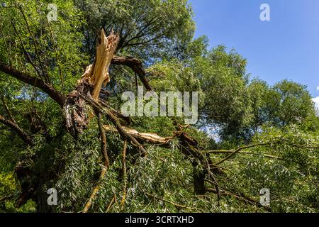 After a recent storm, large branches have snapped off the trees, revealing clear blue skies and vibrant green foliage in the serene landscape. Stock Photo