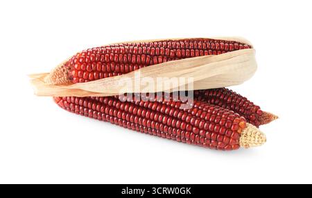 Ripe red corn cobs isolated on white Stock Photo