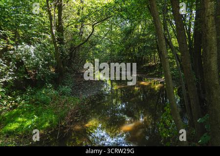 A small river in its middle course flowing through a forest Stock Photo