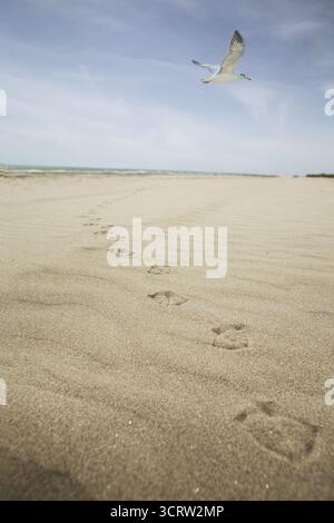 Seagull flying over the beach with footprints in the sand and sea in the background Stock Photo