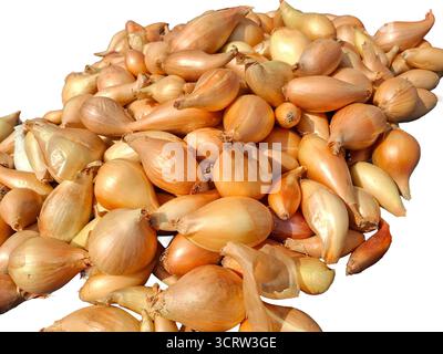Bunch of onion bulbs isolated on white Stock Photo