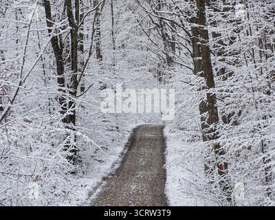 Road through a snowy forest. Winter landscape in the forest Stock Photo