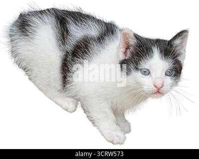 Kitten isolated on white background Stock Photo