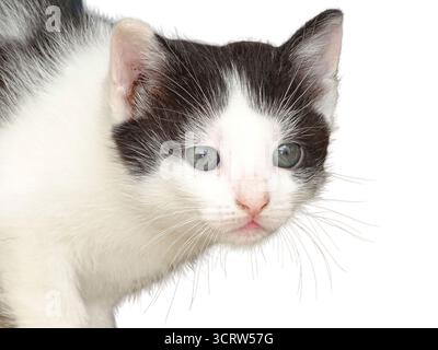 Kitten isolated on white background Stock Photo