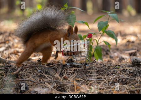 A small red squirrel forages near a green plant in a forest. The squirrel is interacting with a miniature shopping cart. Stock Photo