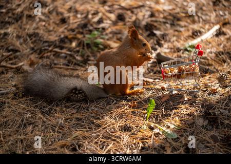 A red squirrel holds a nut while sitting on the ground covered with pine needles. A small shopping cart with colorful items is nearby. Stock Photo