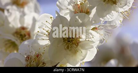 White cherry blossoms bloom with golden stamens in soft spring light Stock Photo