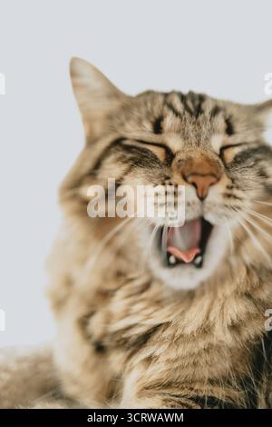 Yawning Tabby Cat Close-Up on Bright Background Stock Photo