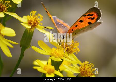 Small Copper (Lycaena phlaeas) sucking nectar from the flower of Creeping Groundsel (Senecio angulatus) Stock Photo