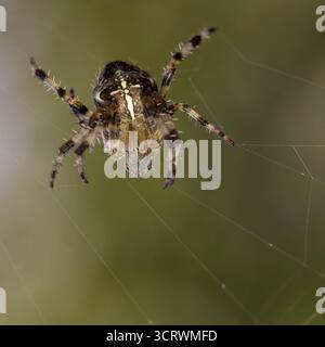 Close up of a European garden spider, also known as the cross orbweaver, diadem spider or cross spider, weaving its web outdoors in natural UK garden. Stock Photo