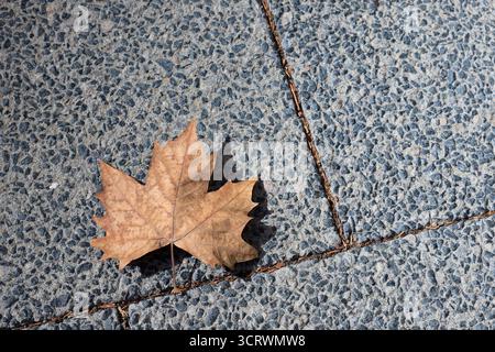 Dry Maple leaf on the streets of Perth. Stock Photo