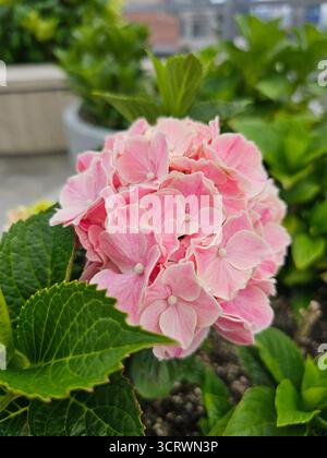The pink Hydrangea flower, likely a variety of Hydrangea Macrophylla. Stock Photo