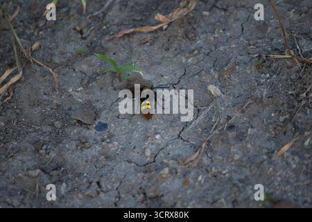 Ground insect with yellow stripes on dry cracked soil Stock Photo