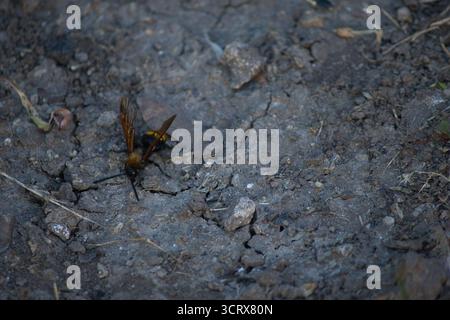 Ground insect with yellow stripes on dry cracked soil Stock Photo