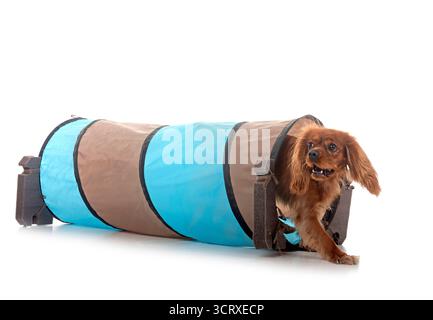 cavalier king charles in front of white background Stock Photo