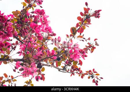Vibrant pink cherry blossoms on branch. The delicate flowers and contrasting foliage capture the essence of springtime. Selective focus. Stock Photo
