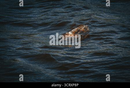 A splash appears on the dark water surface, illuminated by sunlight, creating a dynamic and contrasting natural scene. Stock Photo